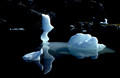 The Kiss, Iceberg, Twillingate, Newfoundland, Canada