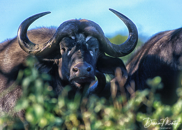 Water Buffalo, Chobe River, Botswana