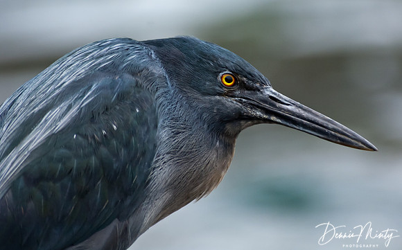 Striated Heron, Bartoleme Island