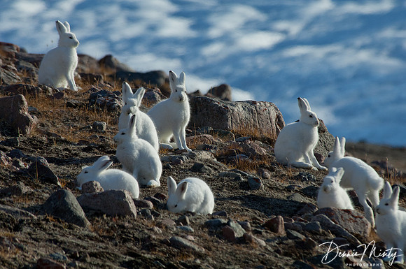 Arctic Hare, Etah