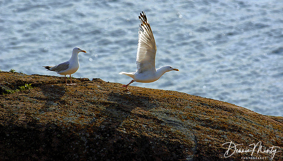 To Wing, Herring Gulls (
Larus argentatus), Newfoundland, Canada