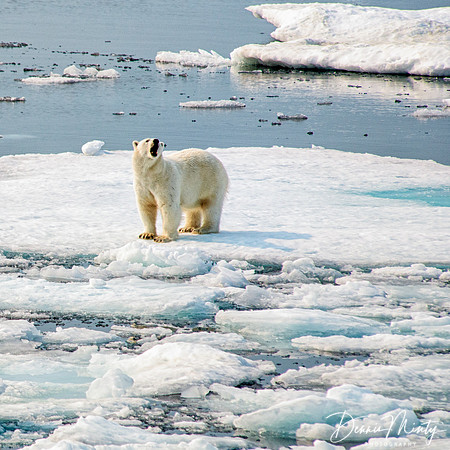 Polar Bear, South Baffin