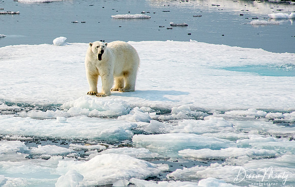 Polar Bear, South Baffin