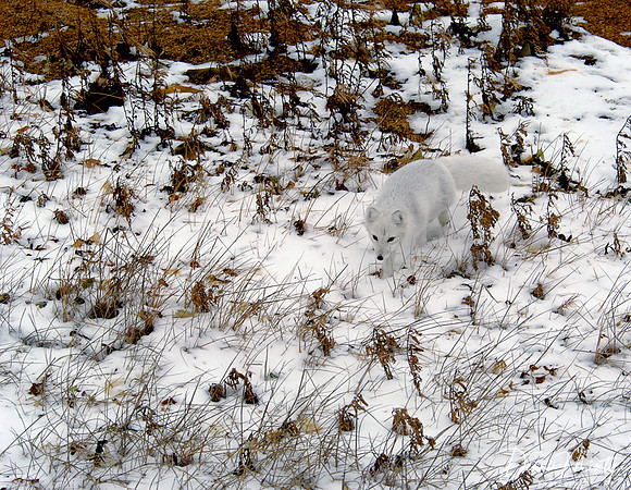 Arctic fox, Churchill, Manitoba