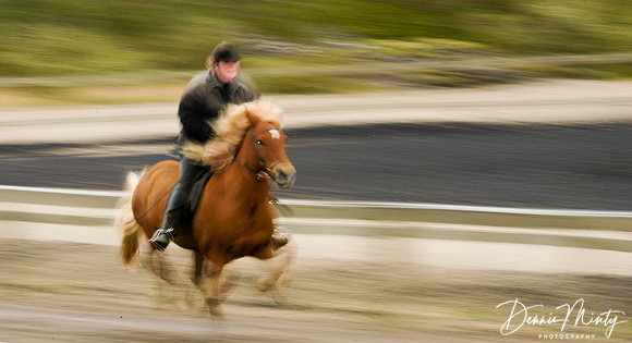Icelandic Horse, Ishestar Riding School, Iceland