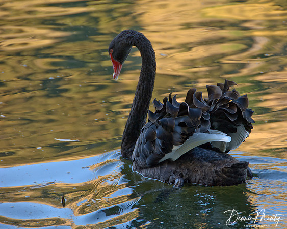 Black Swan (Cygnus atratus), Lake Tutira, Hawkes Bay, New Zealand