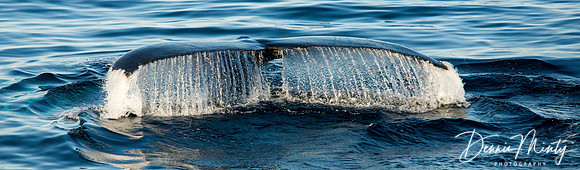 Humpback Whale, Southwest Newfoundland