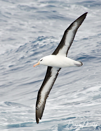 Black-browed Albatross (Diomedea melanophrys), Southern Ocean