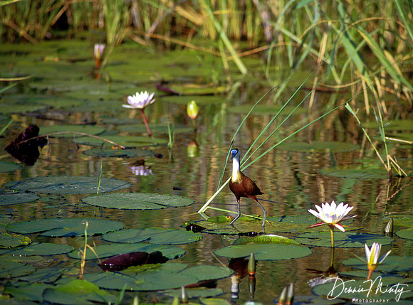 Jacana, Baroste Floodplain, Zambia