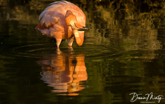 Flamingo, Southern Isabella Island