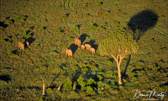Elephants at Dawn, Massai Mara National Park, Kenya. Taken from hot-air balloon.
