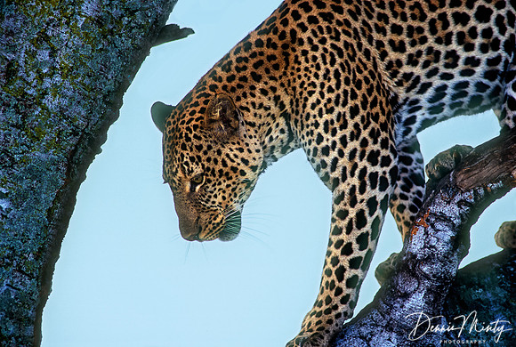 Leopard, Massai Mara National Park, Kenya
