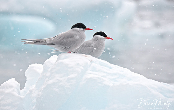 Antarctic Terns (Sterna vittata), Antarctica