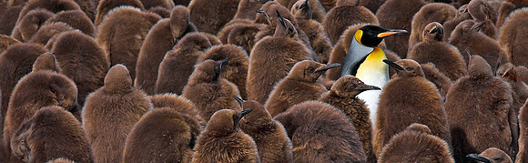 King Penguins, South Georgia Island, Antarctica