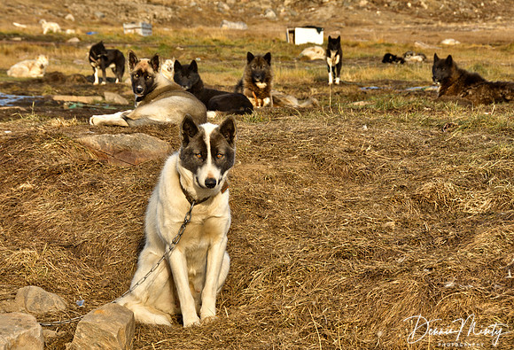 Qaanaaq, Greenland