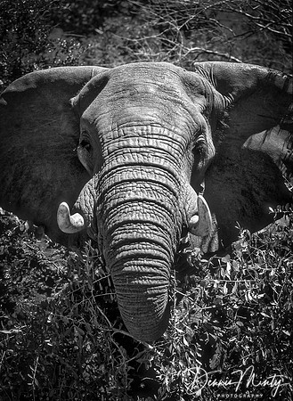 African Elephant, Zimbabwe