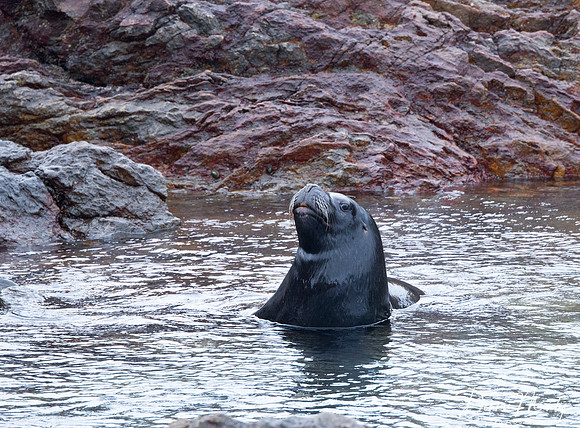 Southern Sea Lion Bull, Steeple Jason, Falkland Islands