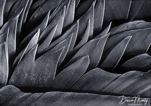 Crow's Wing