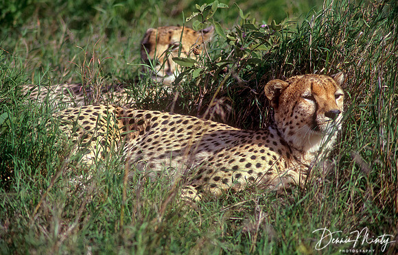 Cheetahs, Massai Mara National Park, Kenya
