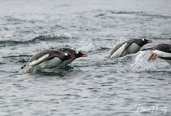 Porpoising Gentoo Penguins (Pygoscelis papua), Danko Island, Antarctica