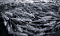 Schooling Codfish (Gadus morhua), Newfoundland, Canada