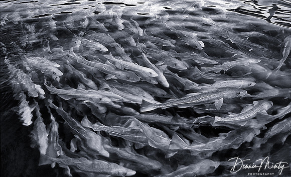 Schooling Codfish (Gadus morhua), Newfoundland, Canada