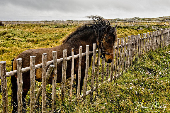 Newfoundland Pony, Tilting, Fogo Island, Newfoundland, Canada