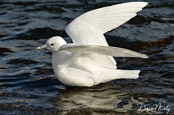 Ivory Gull (Pagophila eburnea), Quidi Vidi Lake, St. John's, Newfoundland, Canada