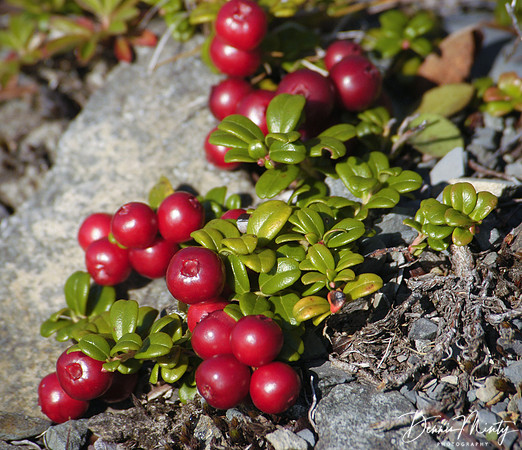 Partridgeberries or Lingon Berries (Vaccinium vitis-idea), Newfoundland, Canada