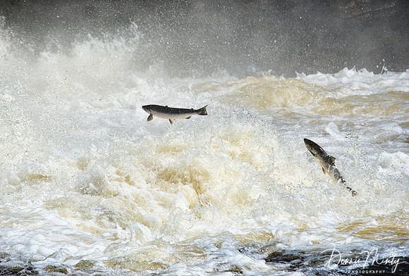Salmon, Torrent River, Newfoundland, Canada