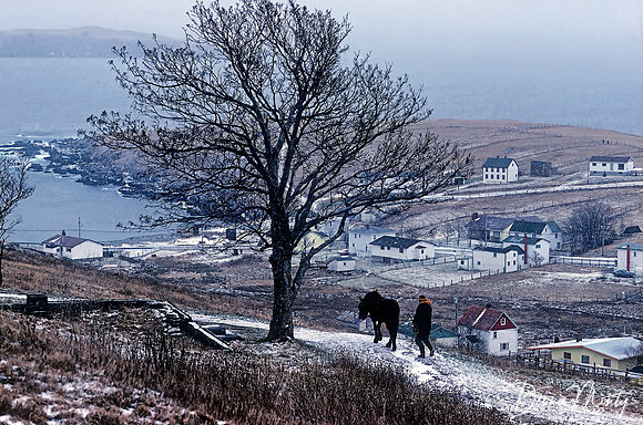 Man and Horse, Carbonear, Newfoundland, Canada