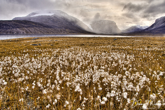 Cotton Grass Tundra, Paterson Inlet, Baffin Island, Nunavut, Canada