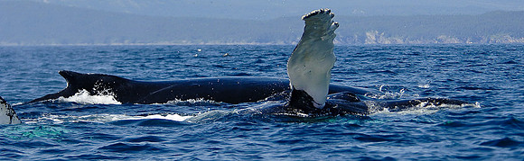 Mother and Calf Humpabacks, Bay Bulls, Newfoundland, Canada