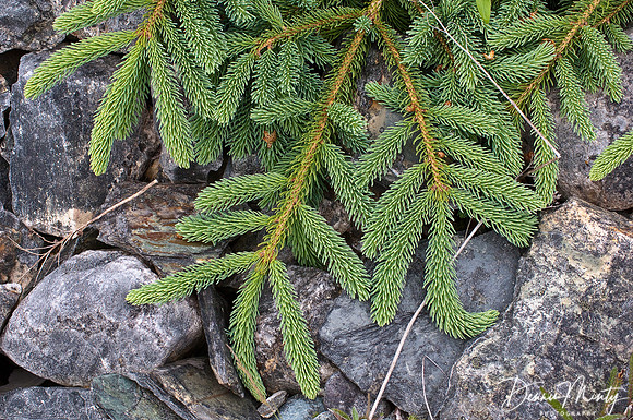 White Spruce Bough (Picea glauca), Newfoundland, Canada