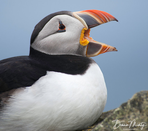 Atlantic Puffin, Elliston/Maberly, Newfoundland