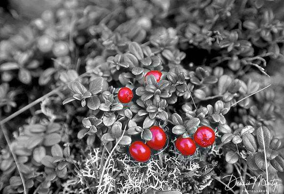Partridgeberries (Lingon Berries, Vaccinium vitis-idea), Newfoundland, Canada