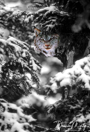 Canadian lynx (Lynx canadensis), Newfoundland, Canada