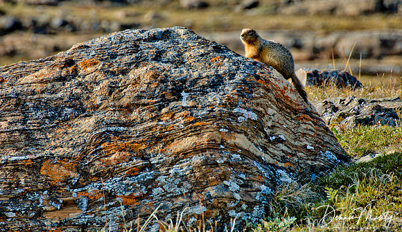 Arctic Ground Squirrel, Port Epworth