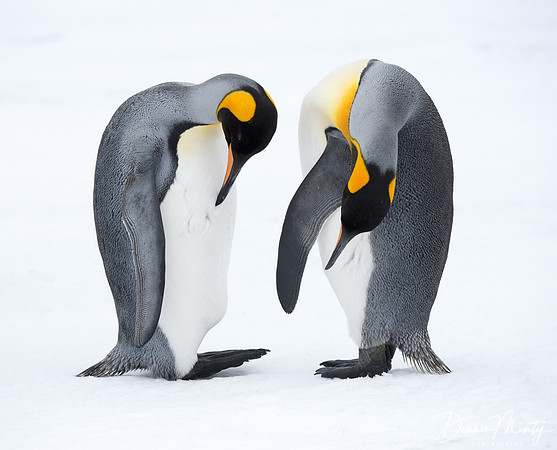 King Penguins (Aptenodytes patagonicus), Right Whale Bay, South Georgia