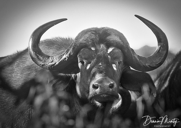 Water Buffalo, Chobe River National Park, Botswana