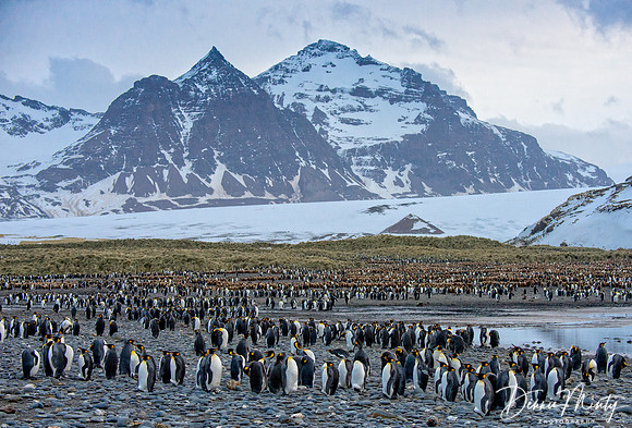 King Penguin Colony (Aptenodytes patagonicus), Salisbury Plain, South Georgia