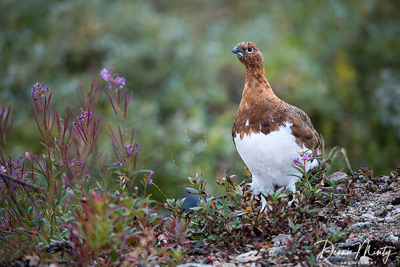 Willow Ptarmigan, Saglek Fjord, Labrador