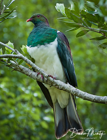 New Zealand pigeon (Hemiphaga novaeseelandiae), Waitangi, Bay of Islands, New Zealand