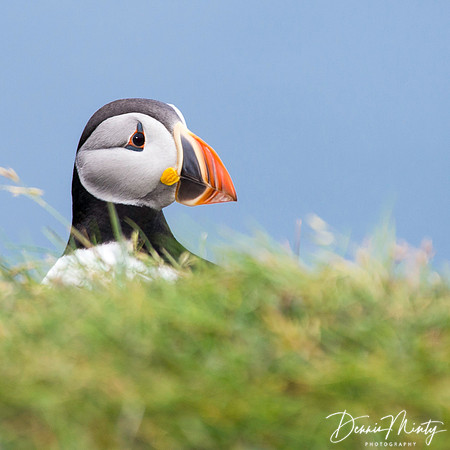 Atlantic Puffin, Elliston/Maberly, Newfoundland