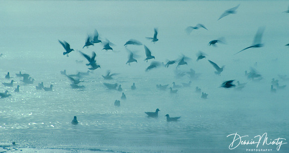 Herring Gulls, St. John's Harbour, Newfoundland, Canada