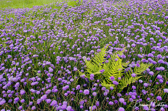 Fern in Meadow of Chives, Twillingate, Newfoundland, Canada