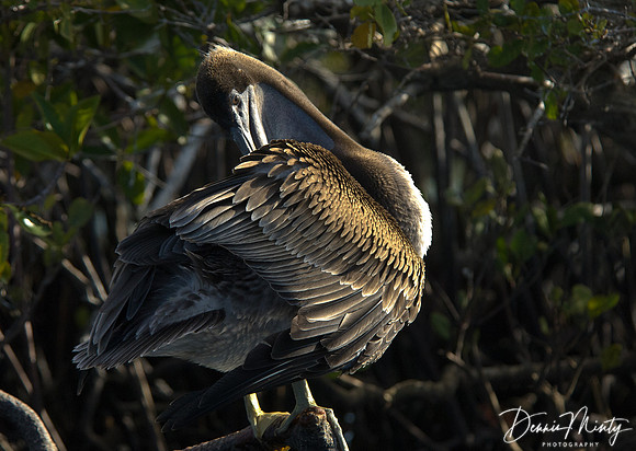 Brown Pelican, Southern Isabella Island