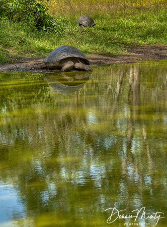Giant Tortoises, Santa Cruz Island