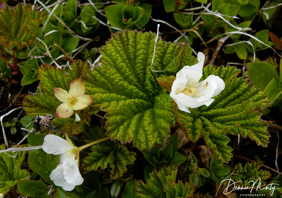 Bakeapple or Cloudberry, (Rubus chamaemorus), Newfoundland. Canada