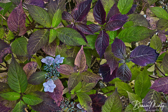 Lacecap Hydrangea, Memorial University of Newfoundland Botanical Garden, St. John's, Newfoundland, Canada